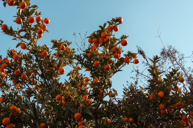 为何柑橘对新莱昂州经济至关重要？