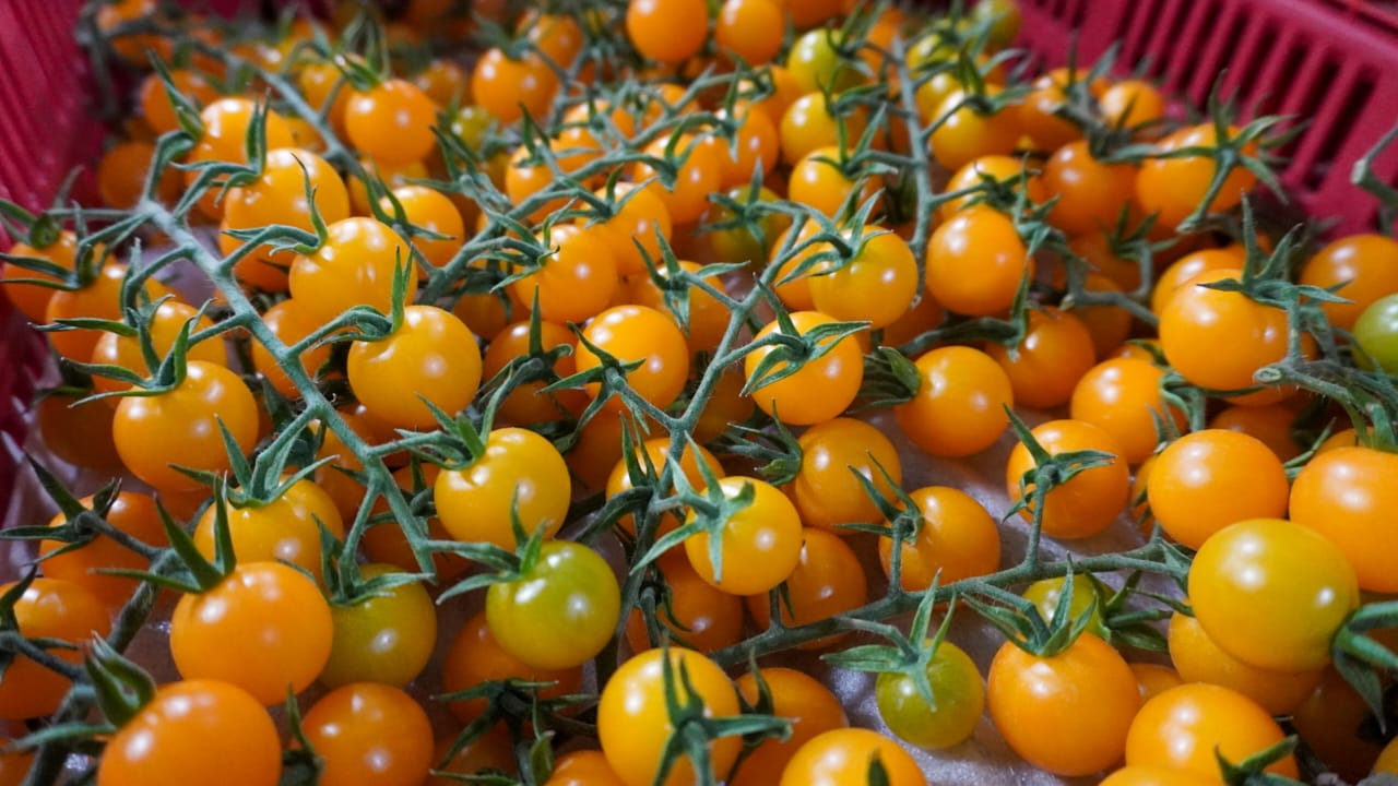 圣路易斯波托西农业部门产出和就业创新高：影响力最大的活动